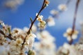 Photo of beautiful plumy blossom Royalty Free Stock Photo