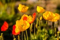 Photo of beautiful poppy flowers