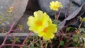 a photo of a beautiful Portulaca or rose moss garden