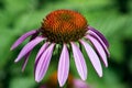 Photo of beautiful purple echinacea flower, close-up. Natural ba Royalty Free Stock Photo