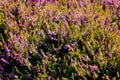 Photo of beautiful purple Erica Carnea blooming flowers with wo Royalty Free Stock Photo