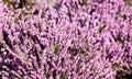 Photo of beautiful purple Erica Carnea blooming flowers with wo Royalty Free Stock Photo