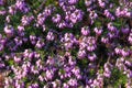 Photo of beautiful purple Erica Carnea blooming flowers with wo Royalty Free Stock Photo