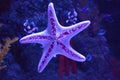 Beautiful purple starfish in an aquarium Royalty Free Stock Photo