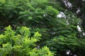 Photo of beautiful rain forest with green trees and plants with blur background of nature Royalty Free Stock Photo