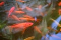 Photo of a beautiful koi fish in a pond