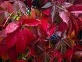 Autumn red ivy leaves on the fence.