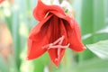 photo of beautiful red lily petals in garden with blur background Royalty Free Stock Photo