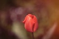 photo of beautiful red tulip in front on wonderful green background