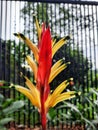 photo of a beautiful red yellow flower with a stone wall background and a fence shadow Royalty Free Stock Photo