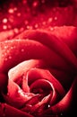 Photo Of Beautiful Rose With Water Drops