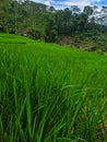 photo of beautiful stingray plant scenery. stingray plant scenery Royalty Free Stock Photo