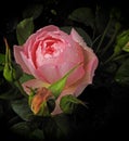 Renaissance old master`s watercolour painting pink rose