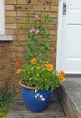 Sweet peas stamens pod seed flowers plants gardens small patio potted container garden summer spring