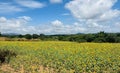 Nice view of a Sunflower farm Royalty Free Stock Photo