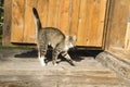 Beautiful tabby cat is militant about the wooden door