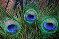 beautiful peacock feather