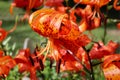 Beautiful Tiger Lilies bathing in the sun