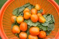 Photo about beautiful tomatoes in basket. Picking ripe red tomatoes from super market