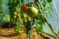 Beautiful tomatoes in a greenhouse, healthy diet, autumn harvest tomatoes in a film greenhouse