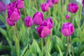 photo of beautiful tulip nature flower. tulip flower in spring nature. tulip flower in nature.