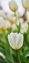 Tulips in my garden. A photo of beautiful tulips in the garden in early springtime. Royalty Free Stock Photo