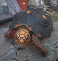 Photo of a beautiful turtle tortoise posing for the photo