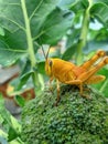Photo of a beautiful vegetable pest grasshopper perched on broccoli