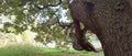 Beautiful very old tree in the park, forest Royalty Free Stock Photo