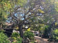 A photo of a beautiful windy tree in a pretty courtyard with many branches twisted like arteries, in Carmel by the Sea