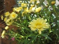 Yellow marguerite daisies blooming in summer sun Royalty Free Stock Photo