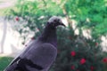 A photo of a beautiful and young pigeon