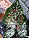 photo of the beauty of ornamental plant leaf texture