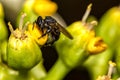 Bee Arapua - Trigona spinipes- pollinating flower extreme close up - bee Trigona spinipes pollinating flower macro photo Royalty Free Stock Photo