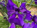 Bee and Dark Purple Iris Flower in Spring in June Royalty Free Stock Photo