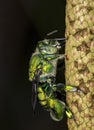 Bee Euglossa sp - Green Bee close up - Agapostemon sp. macro photo