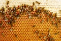 Photo of a bee hive on a honeycomb with copyspace. Bees produce fresh, healthy, honey. Beekeeping concept