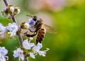 Bee pollinating basil flower extreme close up - bee pollinating flower macro photo Royalty Free Stock Photo