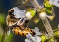 Bee pollinating basil flower extreme close up - bee pollinating flower macro photo Royalty Free Stock Photo