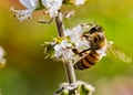 Bee pollinating basil flower extreme close up - bee pollinating flower macro photo Royalty Free Stock Photo