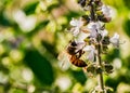 Bee pollinating basil flower extreme close up - bee pollinating flower macro photo Royalty Free Stock Photo