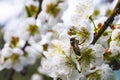 a Bee sucking apricot nectar blooming in spring Royalty Free Stock Photo