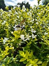 A photo of a bee taking nectar