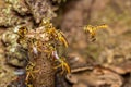 Bee Tetragonisca angustula colony macro photo - Bee Jatai / Tetragonisca angustula