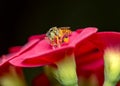 Bee Tetragonisca angustula on flower macro photo - Bee Jatai / Tetragonisca angustula