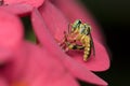 Bee Tetragonisca angustula on flower macro photo - Bee Jatai / Tetragonisca angustula