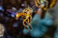 Bee Tetragonisca angustula flying macro photo - Bee Jatai / Tetragonisca angustula