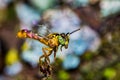 Bee Tetragonisca angustula flying macro photo - Bee Jatai / Tetragonisca angustula