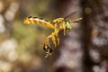 Bee Tetragonisca angustula flying macro photo - Bee JataÃÂ­- / Tetragonisca angustula Royalty Free Stock Photo