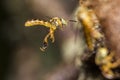 Bee Tetragonisca angustula flying macro photo - Bee JataÃÂ­- / Tetragonisca angustula Royalty Free Stock Photo